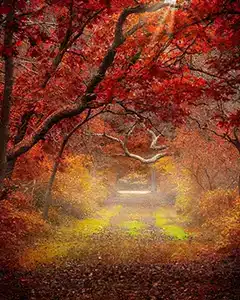 hudson valley red leaves peak fall foilage